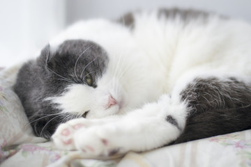 Fototapeta na wymiar Cute fluffy cat sleeping on the windowsill