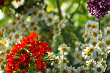 a bouquet of bright spring flowers of various types