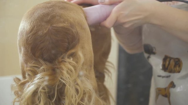 Stylist shaving cocker spaniel in salon