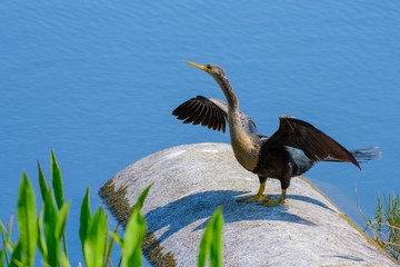 Anhinga
