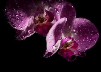 Orchids shot indoors in dramatic lighting with water drops