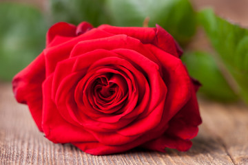 Fototapeta premium Nahaufnahme von einer schönen roten Rose