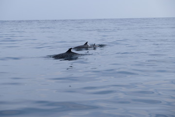 Fototapeta premium Group of dolphins with youngsters