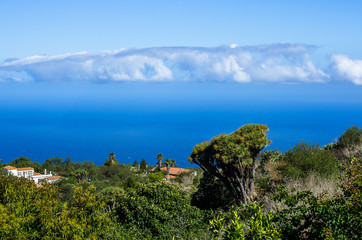 Fototapeta na wymiar Blick über Drachenbäume und Palmen auf den atlantischen Ozean im Nordwesten von La Palma, Spanien