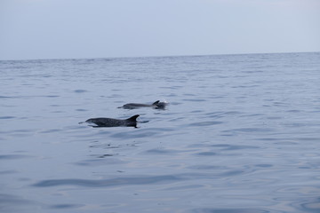 Naklejka premium Group of dolphins with youngsters