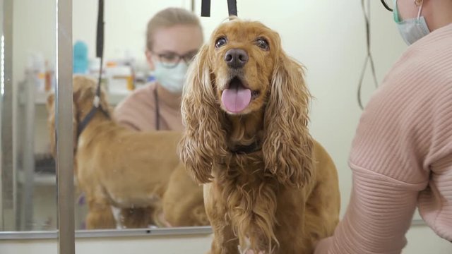 Groomer shaves fur of the dog in salon