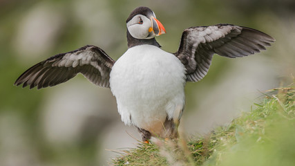 North Atlantic puffins at Faroe island Mykines