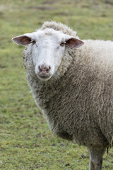 Naklejka na ściany i meble Sheep in the pasture.
