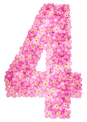 Arabic numeral 4, four, from pink forget-me-not flowers, isolated on white background