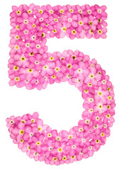Arabic numeral 5, five, from pink forget-me-not flowers, isolated on white background