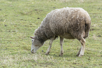 Obraz na płótnie Canvas Sheep in the pasture.