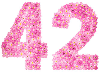 Arabic numeral 42, forty two, from pink forget-me-not flowers, isolated on white background