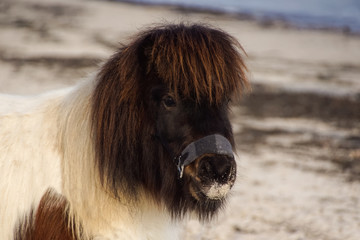 little shetland pony for the first time on the beach