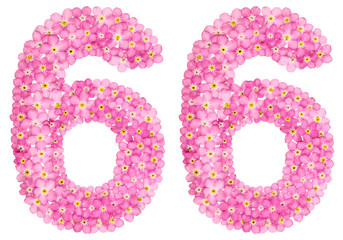 Arabic numeral 66, sixty six, from pink forget-me-not flowers, isolated on white background
