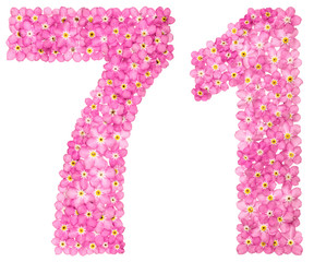 Arabic numeral 71, seventy one, from pink forget-me-not flowers, isolated on white background
