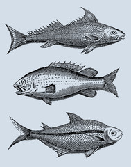 Collection of three different fishes from brazil in side view (after a vintage woodcut, illustration, engraving from the 17th century). Easy editable in llayerrs