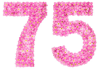 Arabic numeral 75, seventy five, from pink forget-me-not flowers, isolated on white background