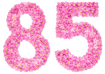 Arabic numeral 85, eighty five, from pink forget-me-not flowers, isolated on white background