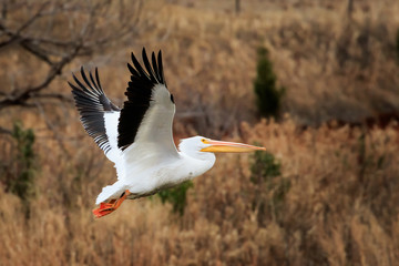 American White Pelican (Pelecanus erythrorhynchos) flying over Lake Hefner in Oklahoma City
