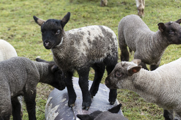 Obraz premium Black and white lamb among others.