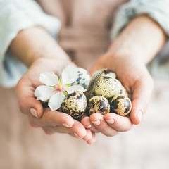 Easter holiday greeting card. Natural colored quail eggs in feminine hands with tender Spring almond blossom flower and feather, square crop