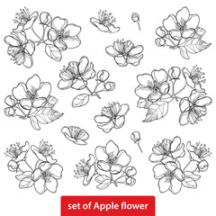 Vector set with outline blossoming Apple flower bunch and foliage in black isolated on white background. Ornate blossom Apple flowers and leaves in contour style for spring design and coloring book.