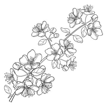 Vector branch with outline blossoming Apple flower bunch and foliage in black isolated on white background. Ornate blossom Apple flowers and leaves in contour style for spring design or coloring book.