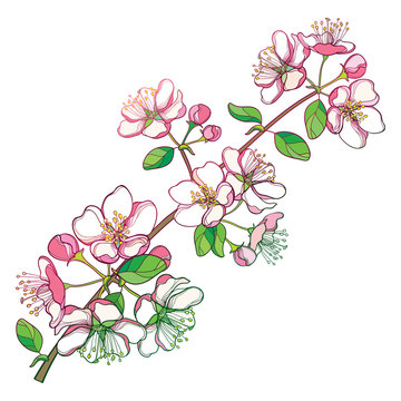 Vector branch with outline blossoming white Apple flower bunch and green foliage isolated on white background. Ornate blossom pastel Apple flowers and leaves in contour style for spring design.