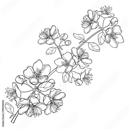 Vector Branch With Outline Blossoming Apple Flower Bunch And Foliage In Black Isolated On White Background