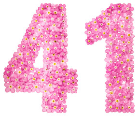Arabic numeral 41, forty one, from pink forget-me-not flowers, isolated on white background