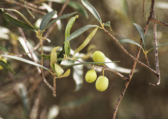 Olive tree in Filiates. Greece