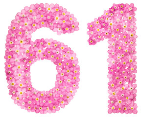 Arabic numeral 61, sixty one, from pink forget-me-not flowers, isolated on white background