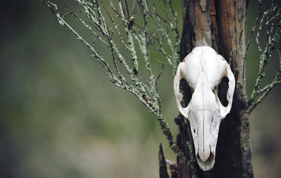 Kangaroo skull on moss covered tree stump in forest. Moody, dark, pagan and animal totem concepts.