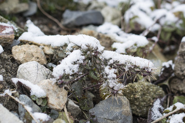 Cactus snow covered with snow.