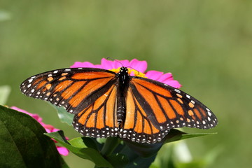 A Monarch Butterfly on a pink Zinnia.