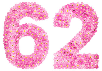 Arabic numeral 62, sixty two, from pink forget-me-not flowers, isolated on white background
