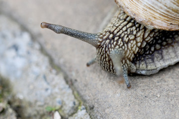 The snail crawls on the ground