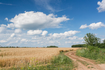 Gold Wheat field panorama with tree at summer day, rural countryside. Sunny and blue sky. Dirt road
