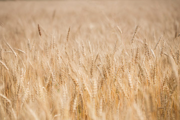 Ripe harvest, agricultural land. Gold wheat field and blue sky. Summer day, rural countryside.