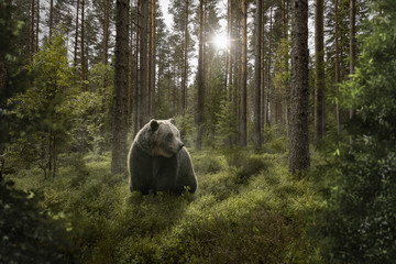 Braunbär im Wald