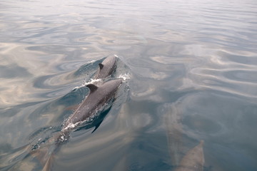 Group of dolphins with youngsters