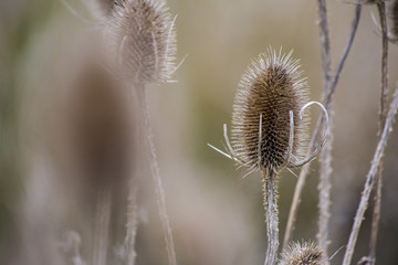 Obraz premium Dry thistle