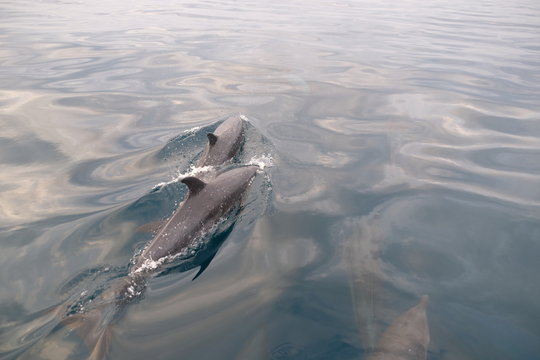 Group of dolphins with youngsters