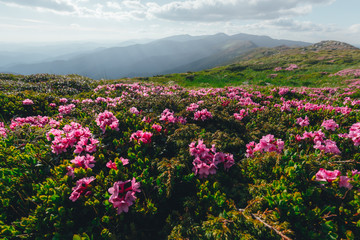 Obraz premium Magic pink rhododendron flowers on summer mountain. Dramatic sky and colorful sunset. Chornohora ridge, Carpathians, Ukraine, Europe.