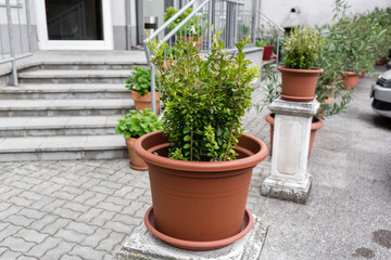 Fototapeta na wymiar Green plants in pots. Outdoor on the summer patio. Small townhouse perennial summer garden. Vienna, Austria.