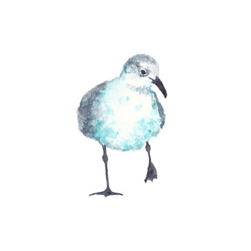 Watercolor illustration of seagull bird