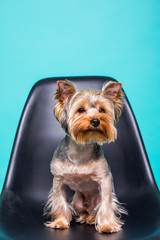 Lonely Yorkshire Terrier sitting on the chair isolated on green background