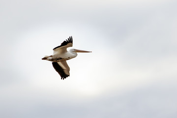 Obraz premium American White Pelican (Pelecanus erythrorhynchos) flying over Lake Hefner in Oklahoma City