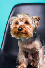 Naklejka na ściany i meble Lonely Yorkshire Terrier sitting on the chair isolated on green background