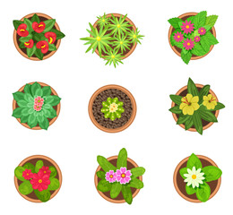 Set of colored pot plant top view icons isolated on white background. Home green flowers in pots, vector illustration